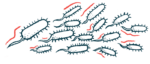 A swarm of bacteria is shown.