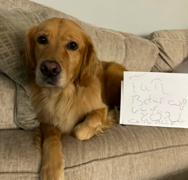 A golden retriever sits on a couch next to a "get well" sign.