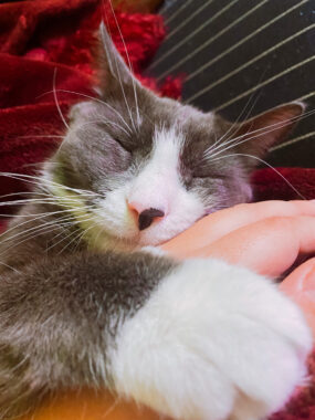 A cat lies with its eyes closed and paw draped over a person's hand.